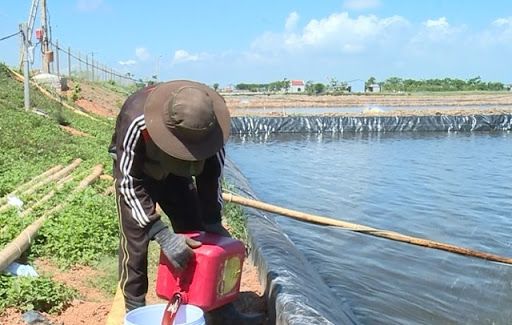 nguyên nhân khiến cho tảo độc bùng phát