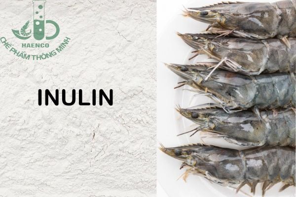 Inulin là gì? Tác dụng của Inulin đối với thủy sản