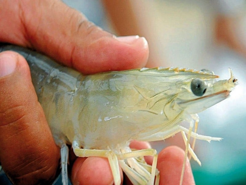 tôm thẻ chân trắng