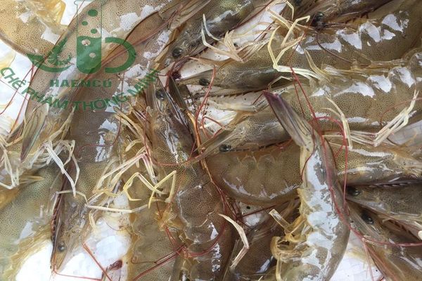 Tình hình xuất khẩu tôm tăng trên 10% trong 9 tháng đầu năm nay