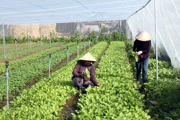 trồng rau hữu cơ