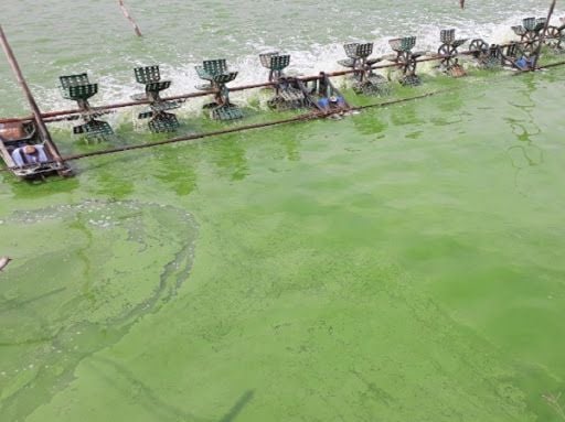 nguyên nhân khiến cho tảo độc bùng phát