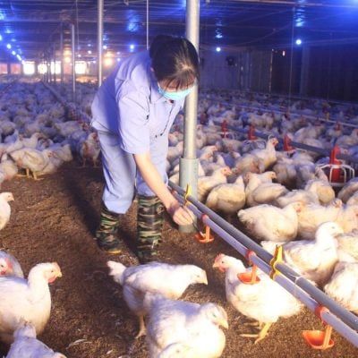 xử lý mùi hôi chuồng trại