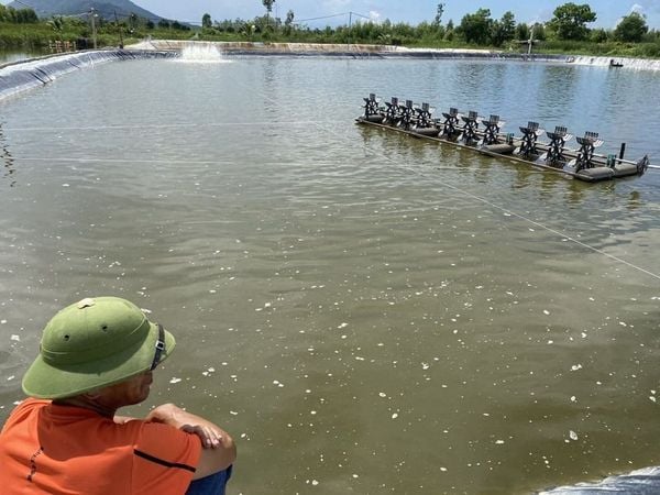 xử lý nước ao nuôi bằng EM