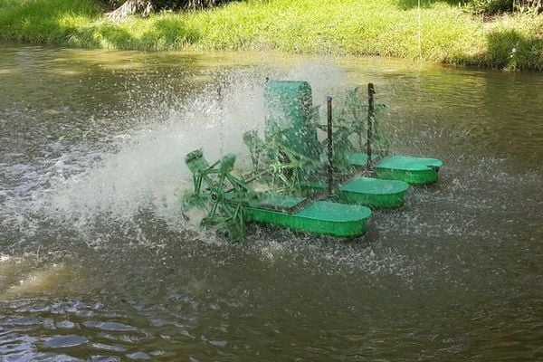 xử lý nước ao nuôi bằng EM