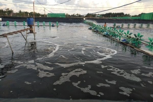 xử lý nước ao nuôi bằng EM