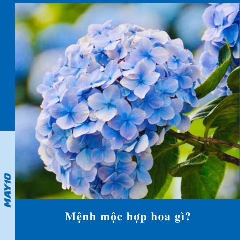 Mệnh mộc hợp hoa gì? 9 loài hoa hợp mệnh Mộc thu hút tài lộc nhất