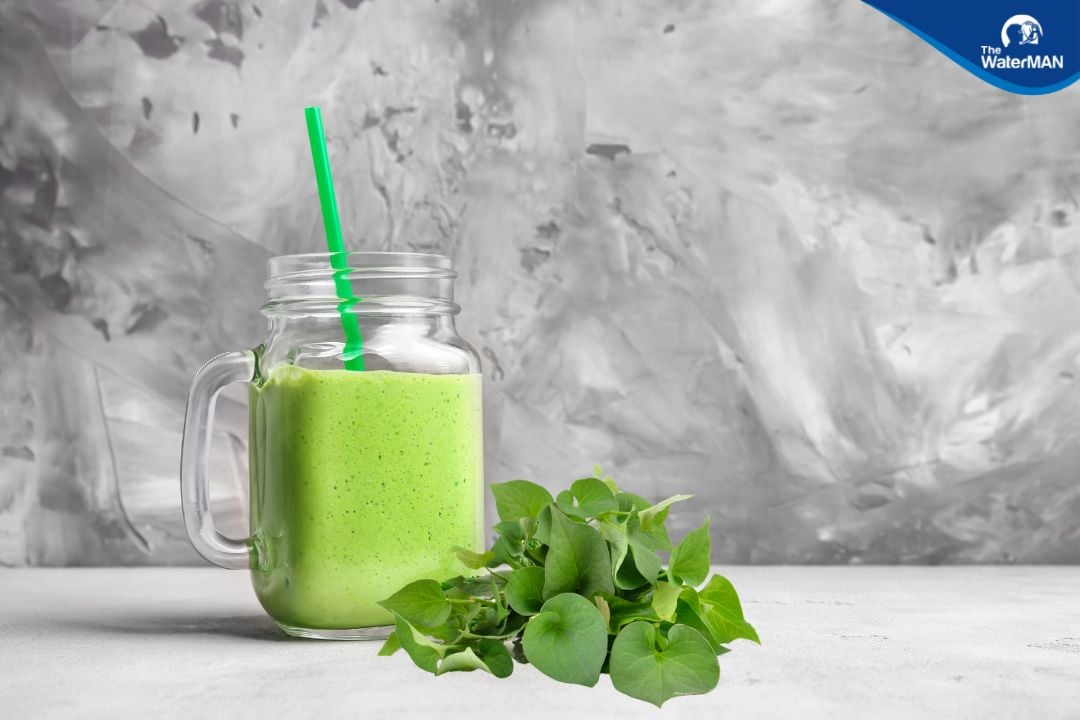 Nước diếp cá và những lợi ích vàng không ai nói cho bạn