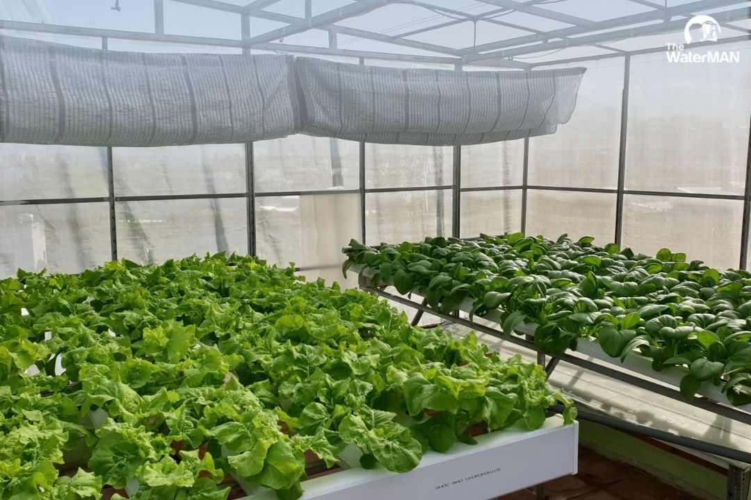 Tự cung tự cấp trong mùa dịch nhờ bí quyết trồng rau xanh trên sân thượng