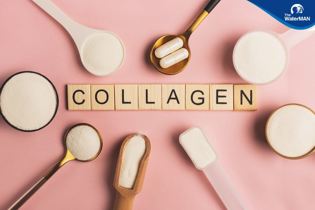 Collagen là thành phần không thiếu trong da, xương, mạch máu...