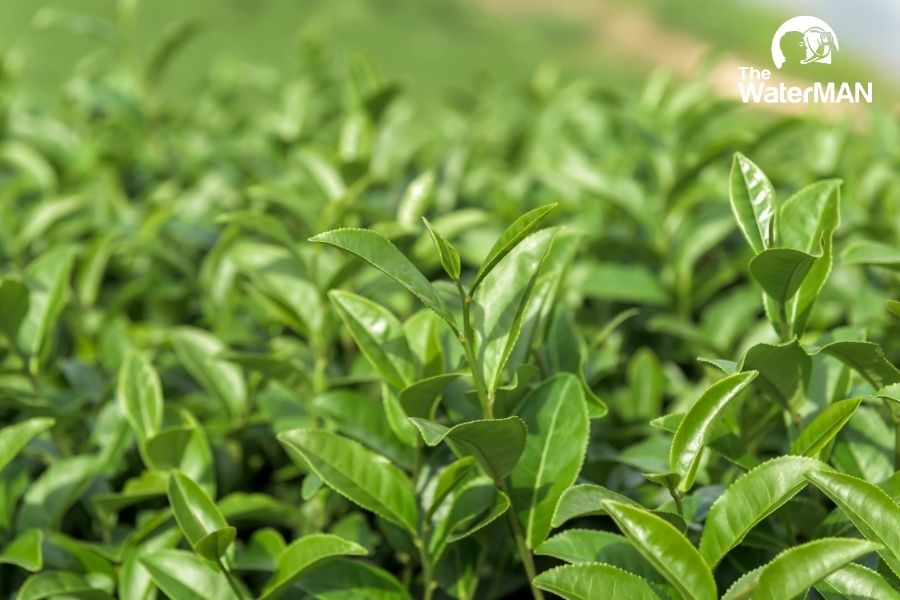 Sau khi chọn lá trà xanh tươi ngon, rửa sạch và vò chúng để tinh chất trong trà tiết ra nhanh hơn khi ủ