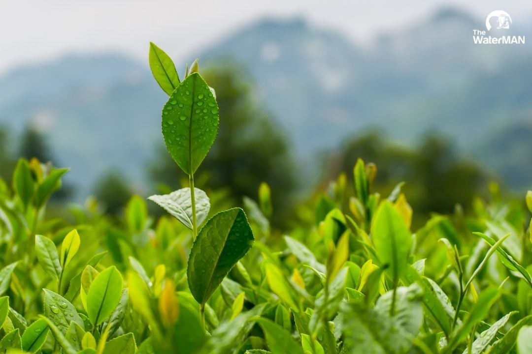Lá trà xanh có thể uống tươi, phơi khô, sấy để xay mịn làm bột trà