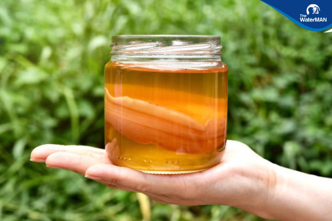 Nguồn gốc của trà kombucha