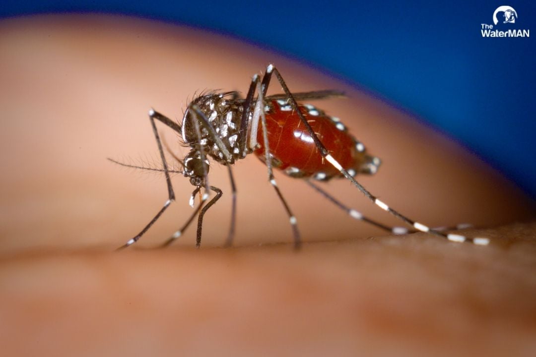 Sốt xuất huyết truyền nhiễm qua muỗi