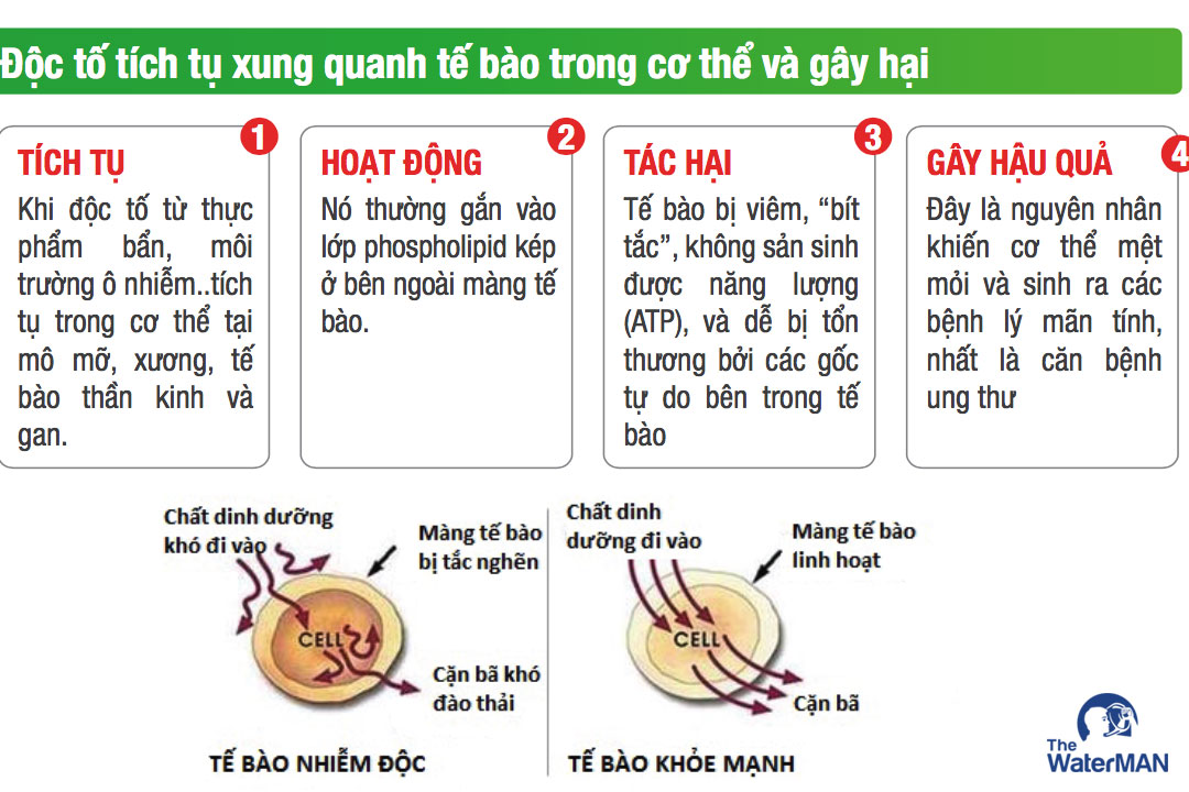 Độc tố tích tụ lâu ngày mà không được đào thải sẽ gây ra những bệnh lý nguy hiểm, trong đó có ung thư