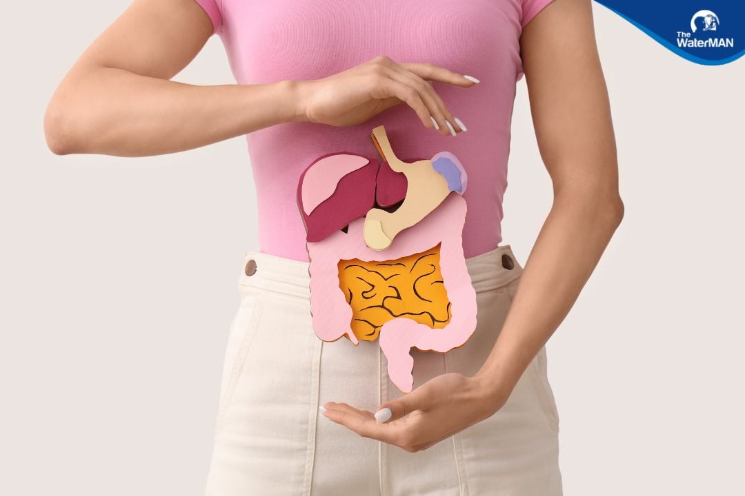 Nước cần thiết cho hệ tiêu hóa