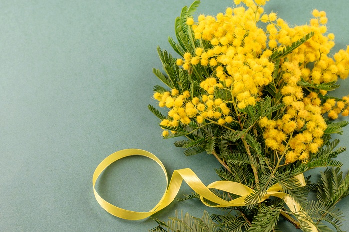 Đàn ông Italia thường tặng những đóa hoa mimosa đẹp tuyệt cho những người phụ nữ vào ngày 8/3.