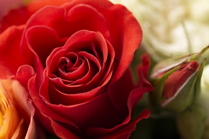 Hoa hồng là món quà tuyệt vời cho ngày của mẹ.