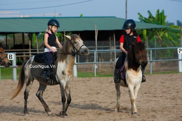 Học cưỡi ngựa - Hà Nội Pony Club