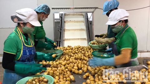 Exported 500 tons of potatoes to Korea