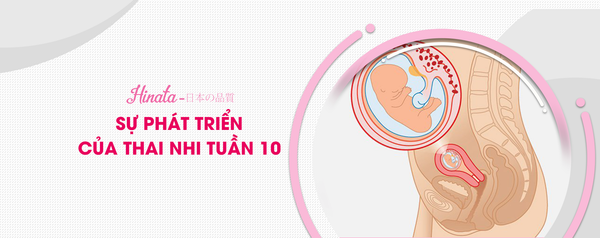 Sự Phát Triển Của Thai Nhi Tuần 10 - Những Điều Cần Biết