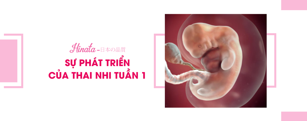 Sự Phát Triển Của Thai Nhi Tuần 1 - Những Điều Cần Biết