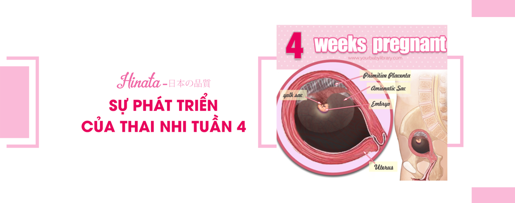 Sự Phát Triển Của Thai Nhi Tuần 4 - Những Điều Cần Biết