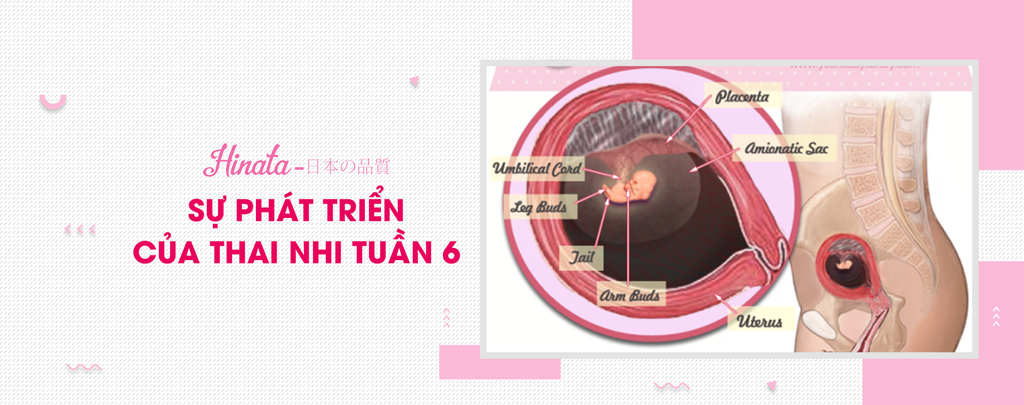 Sự Phát Triển Của Thai Nhi Tuần 6 - Những Điều Cần Biết