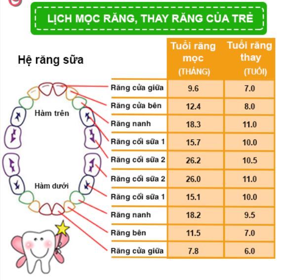 Bảng thứ tự mọc và thay răng của bé cưng