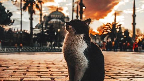 Istanbul thành phố nơi mèo thống trị