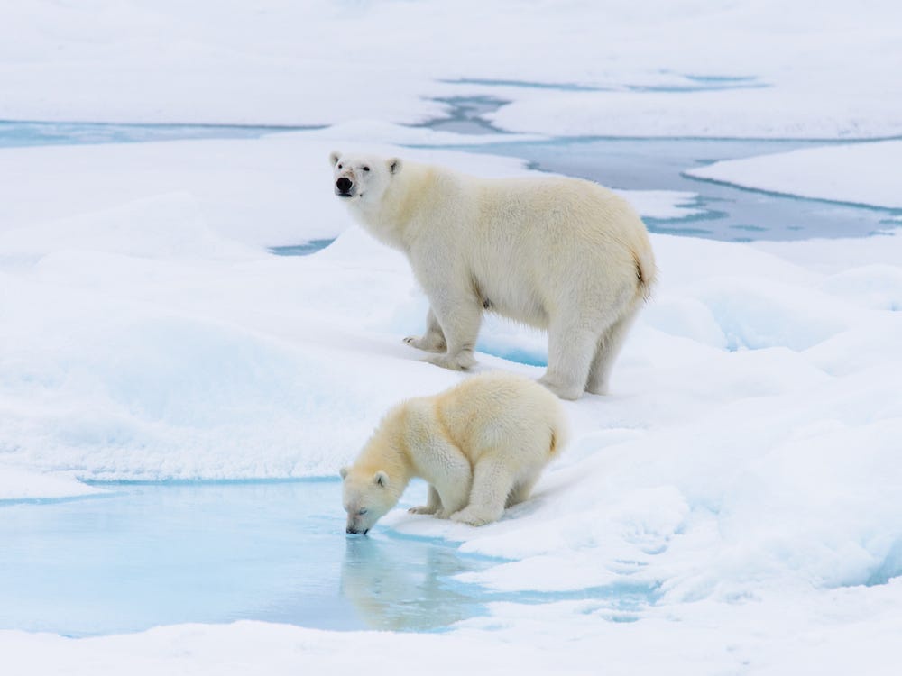 thi tran Longyearbyen noi chim trong man den 4 thang moi nam anh 12