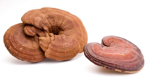 Cách chế biến nấm hồng chi