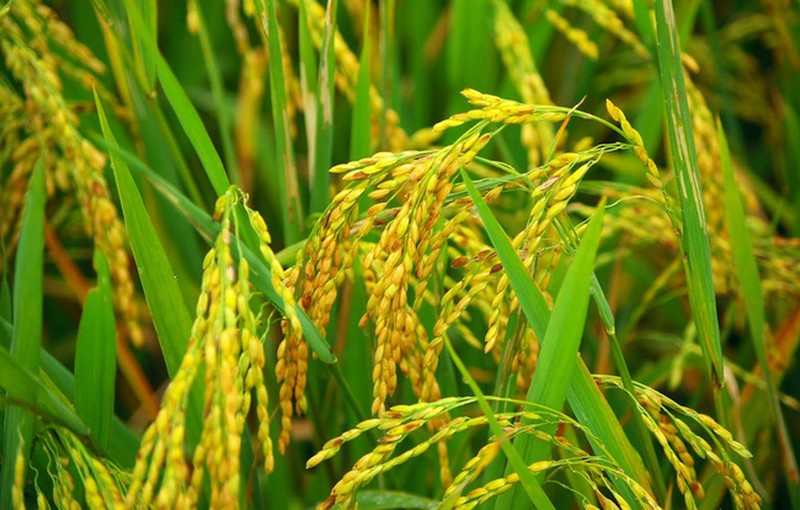 Gạo hữu cơ là gì và có tốt hơn gạo thường không?