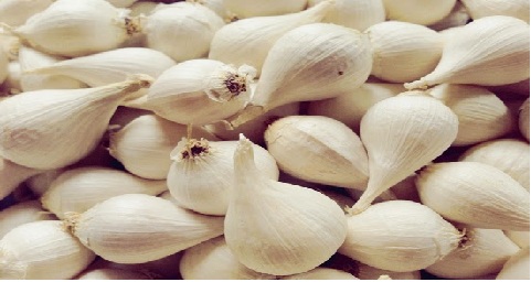 Phân biệt tỏi Lý Sơn thật giả như thế nào?