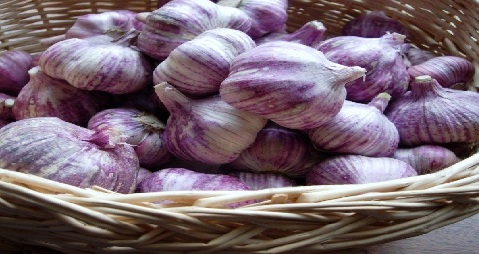 Các loại tỏi phổ biến ở Viêt Nam