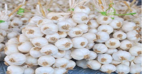 Tỏi Lý Sơn có tác dụng gì trong đời sống?