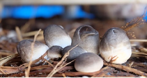 Phụ nữ mang thai có nên sử dụng nấm?