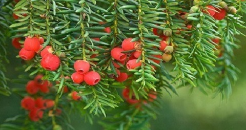 Tinh dầu thông đỏ có tác dụng gì? Cách sử dụng như thế nào?