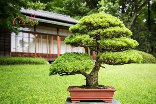 quà tặng cho nam - Cây bonsai