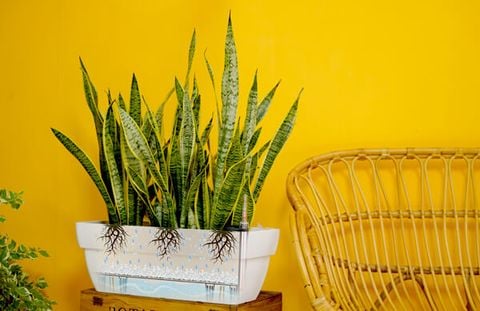 CHẬU TRỒNG CÂY TỰ DƯỠNG