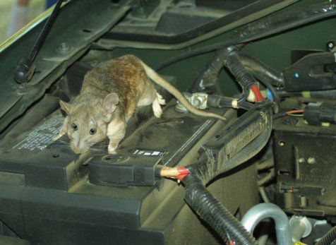 Cách ngăn chuột phá hoại xe ô tô 2