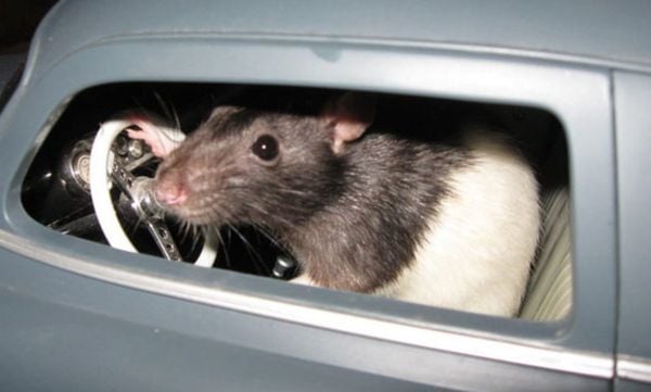 Cách ngăn chuột phá hoại xe ô tô 3