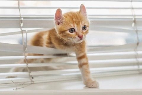 Bảo Vệ Màn Cửa Của Bạn Khỏi Thiệt Hại Do Thú Nuôi Gây Ra