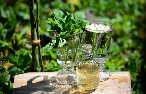 Mẹo chữa mất ngủ cực hay từ cây thuốc nam quen thuộc