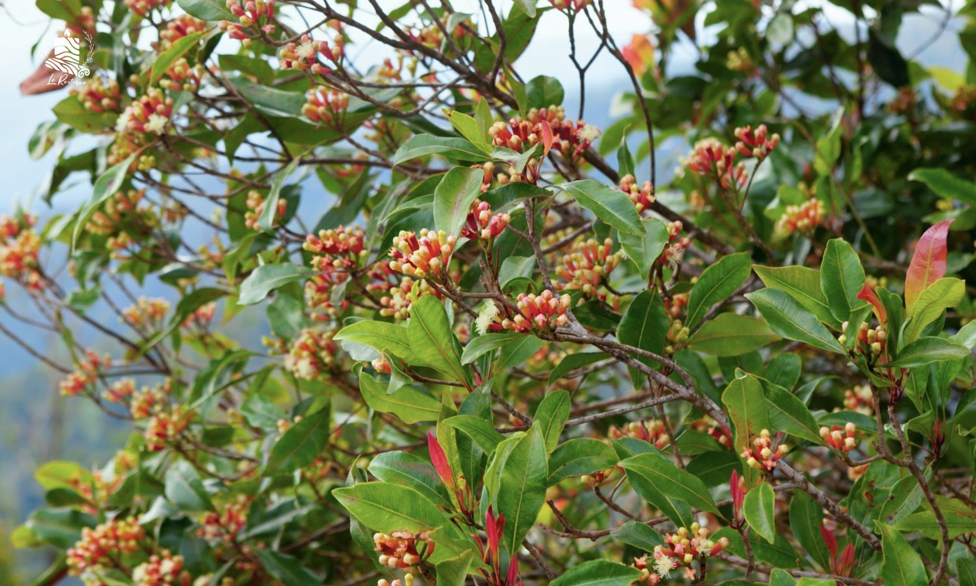 Đinh Hương - Giải Pháp Thiên Nhiên Xoa Dịu Cảm Cúm & Đau Nhức