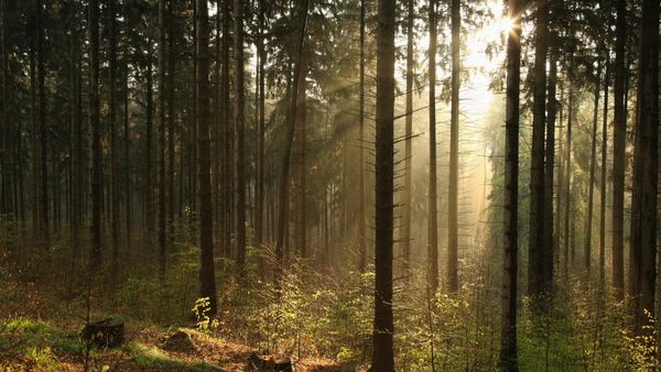 Forrest Haven: Giải mã hương thơm hiện đại đến từ quá khứ