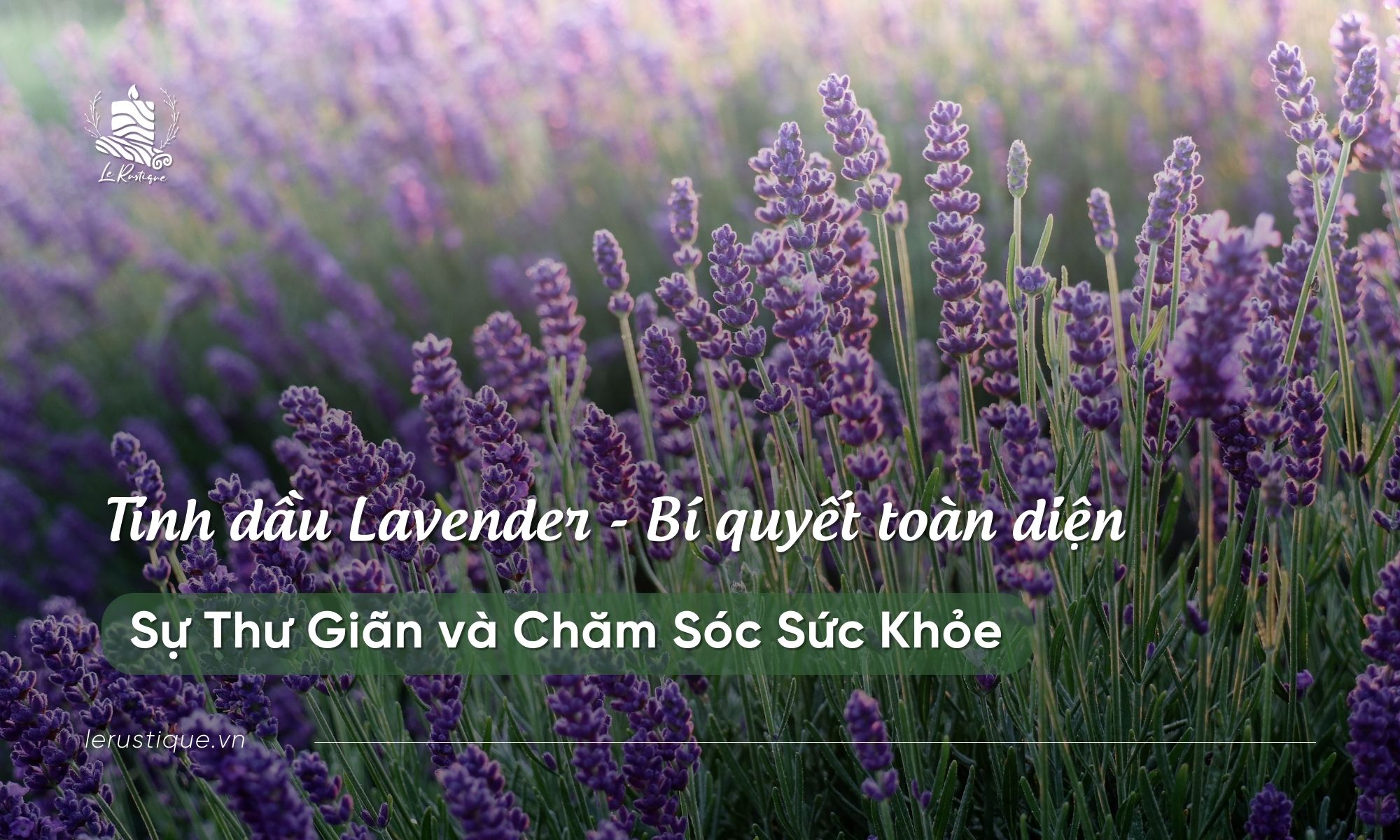 Tinh Dầu Lavender: Bí Quyết Toàn Diện Cho Sự Thư Giãn và Chăm Sóc Sức Khỏe