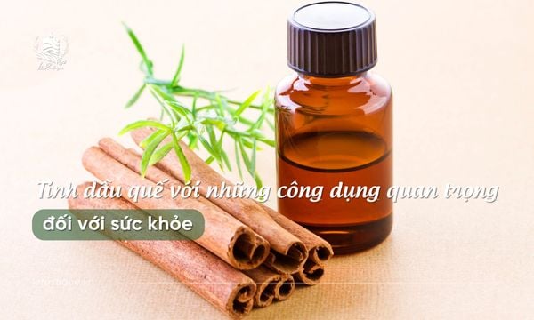 Tinh dầu quế với những công dụng quan trọng đối với sức khỏe
