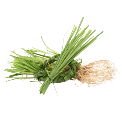 Cỏ hương bài