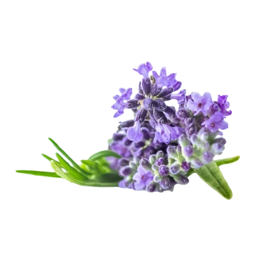 Oải hương